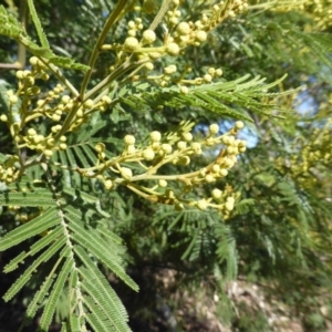 Acacia mearnsii at Symonston, ACT - 11 Oct 2014 08:01 AM