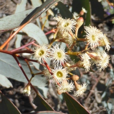 Eucalyptus melliodora (Yellow Box) at Symonston, ACT - 10 Oct 2014 by Mike