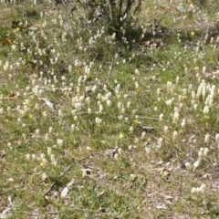 Stackhousia monogyna (Creamy Candles) at Mount Mugga Mugga - 11 Oct 2014 by Mike