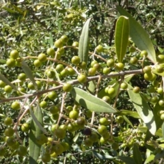 Olea europaea subsp. cuspidata (African Olive) at Symonston, ACT - 11 Oct 2014 by Mike
