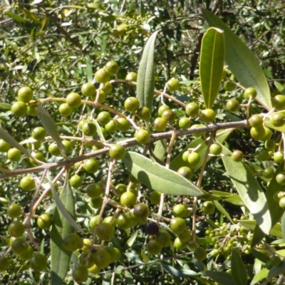 Olea europaea subsp. cuspidata (African Olive) at Symonston, ACT - 10 Oct 2014 by Mike