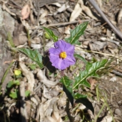 Solanum cinereum (Narrawa Burr) at Mount Mugga Mugga - 11 Oct 2014 by Mike