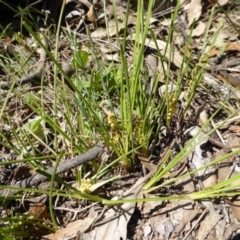 Lomandra filiformis subsp. filiformis (Wattle Matrush) at Mount Mugga Mugga - 11 Oct 2014 by Mike