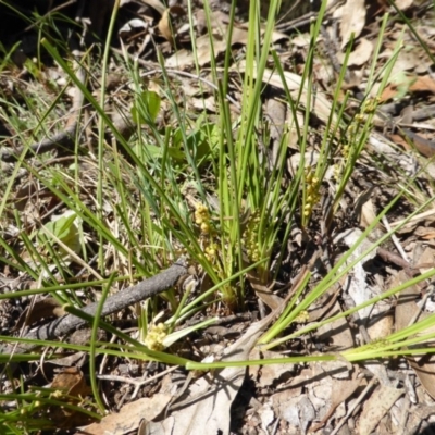 Lomandra filiformis subsp. filiformis (Wattle Matrush) at Symonston, ACT - 11 Oct 2014 by Mike