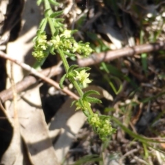 Galium gaudichaudii subsp. gaudichaudii (Rough Bedstraw) at Symonston, ACT - 11 Oct 2014 by Mike