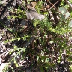 Galium gaudichaudii subsp. gaudichaudii at Symonston, ACT - 11 Oct 2014