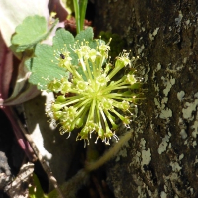 Hydrocotyle laxiflora (Stinking Pennywort) at Symonston, ACT - 10 Oct 2014 by Mike