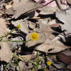 Calotis lappulacea at Symonston, ACT - 11 Oct 2014 10:38 AM