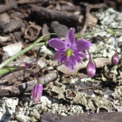 Arthropodium minus (Small Vanilla Lily) at Mount Mugga Mugga - 11 Oct 2014 by Mike