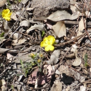 Hibbertia obtusifolia at Symonston, ACT - 11 Oct 2014 10:48 AM