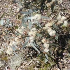 Eucalyptus nortonii (Mealy Bundy) at Mount Mugga Mugga - 11 Oct 2014 by Mike