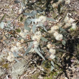 Eucalyptus nortonii at Symonston, ACT - 11 Oct 2014 10:54 AM