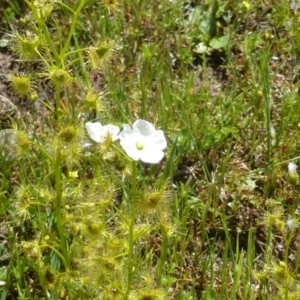 Drosera gunniana at Symonston, ACT - 11 Oct 2014