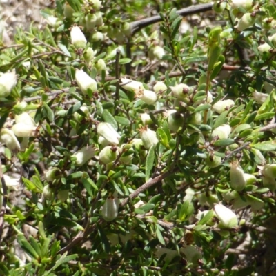 Cryptandra amara (Bitter Cryptandra) at Symonston, ACT - 11 Oct 2014 by Mike