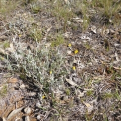 Chrysocephalum apiculatum (Common Everlasting) at Symonston, ACT - 8 Oct 2014 by Mike