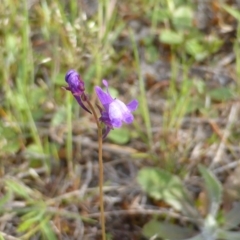 Linaria pelisseriana (Pelisser's Toadflax) at Symonston, ACT - 8 Oct 2014 by Mike