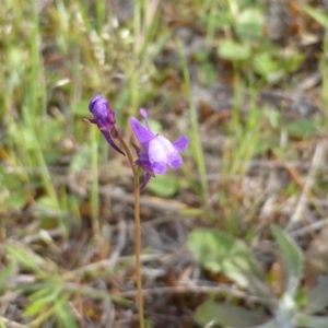 Linaria pelisseriana at Symonston, ACT - 8 Oct 2014