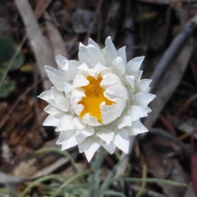 Leucochrysum albicans subsp. tricolor (Hoary Sunray) at Isaacs, ACT - 6 Oct 2014 by Mike