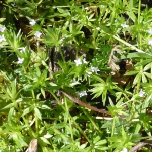 Asperula conferta at Isaacs Ridge - 7 Oct 2014