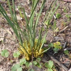 Lomandra bracteata (Small Matrush) at Jerrabomberra, ACT - 6 Oct 2014 by Mike