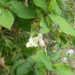 Lonicera fragrantissima (Winter Honeysuckle) at Jerrabomberra, ACT - 6 Oct 2014 by Mike