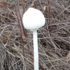 Macrolepiota dolichaula (Macrolepiota dolichaula) at Point Hut to Tharwa - 30 Mar 2014 by MichaelBedingfield