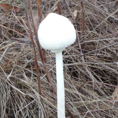 Macrolepiota dolichaula (Macrolepiota dolichaula) at Tharwa, ACT - 30 Mar 2014 by MichaelBedingfield