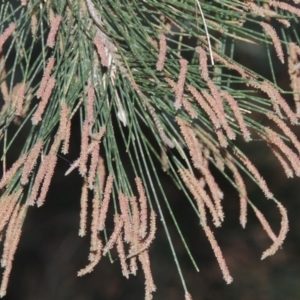 Casuarina cunninghamiana subsp. cunninghamiana at Greenway, ACT - 11 Feb 2015 07:58 PM