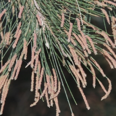 Casuarina cunninghamiana subsp. cunninghamiana (River She-Oak, River Oak) at Greenway, ACT - 11 Feb 2015 by michaelb