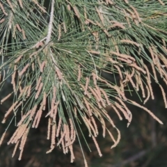 Casuarina cunninghamiana subsp. cunninghamiana at Greenway, ACT - 11 Feb 2015