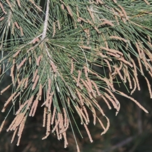 Casuarina cunninghamiana subsp. cunninghamiana at Greenway, ACT - 11 Feb 2015 07:58 PM