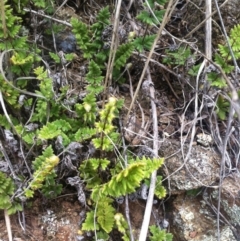 Cheilanthes distans (Bristly Cloak Fern) at Molonglo River Reserve - 4 Feb 2015 by RichardMilner