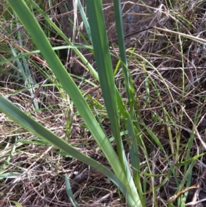 Dianella sp. aff. longifolia (Benambra) at Molonglo River Reserve - 10 Feb 2015