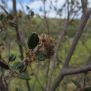 Pomaderris betulina subsp. actensis at Molonglo River Reserve - 21 Nov 2013