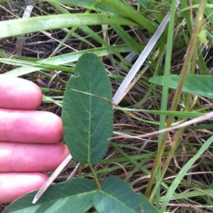 Oxytes brachypoda at Molonglo River Reserve - 10 Feb 2015