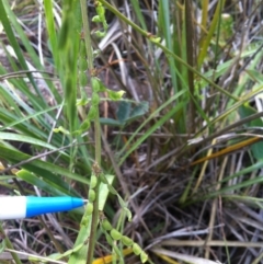 Oxytes brachypoda at Molonglo River Reserve - 10 Feb 2015