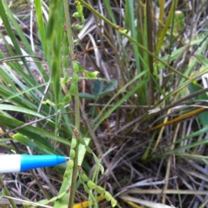 Oxytes brachypoda at Molonglo River Reserve - 10 Feb 2015