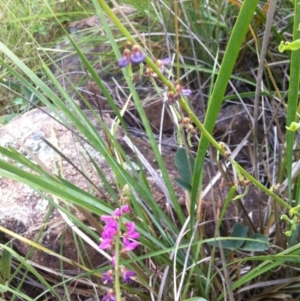 Oxytes brachypoda at Molonglo River Reserve - 10 Feb 2015