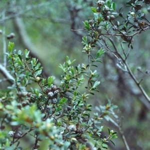 Leptospermum myrtifolium at Conder, ACT - 20 Nov 2000