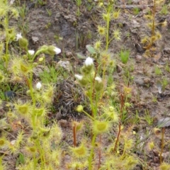 Drosera gunniana (Pale Sundew) at Isaacs Ridge - 3 Oct 2014 by Mike