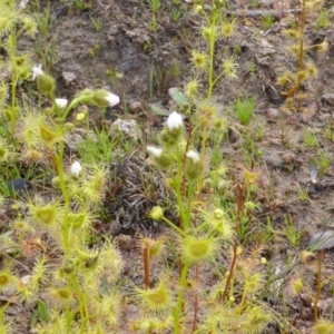 Drosera gunniana at Isaacs Ridge - 4 Oct 2014