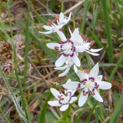 Wurmbea dioica subsp. dioica (Early Nancy) at Isaacs, ACT - 3 Oct 2014 by Mike