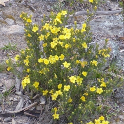 Hibbertia calycina (Lesser Guinea-flower) at Isaacs, ACT - 3 Oct 2014 by Mike