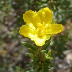 Hibbertia calycina at Isaacs Ridge - 4 Oct 2014