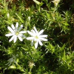 Stellaria pungens (Prickly Starwort) at Isaacs, ACT - 27 Sep 2014 by Mike