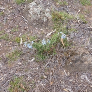 Oxypetalum coeruleum at Isaacs Ridge - 16 Feb 2015 09:13 AM