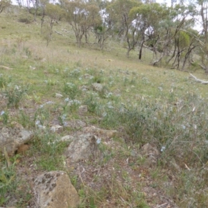 Oxypetalum coeruleum at Isaacs Ridge - 16 Feb 2015 09:13 AM