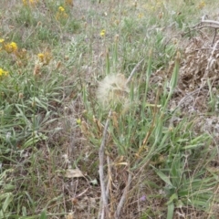 Tragopogon dubius (Goatsbeard) at Jerrabomberra, ACT - 13 Feb 2015 by Mike