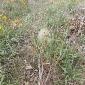 Tragopogon dubius at Jerrabomberra, ACT - 13 Feb 2015 09:33 AM