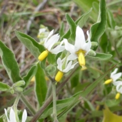 Solanum chenopodioides (Whitetip Nightshade) at Isaacs Ridge - 13 Feb 2015 by Mike